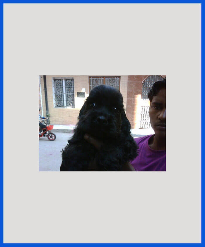 American Cocker Spaniel Dog