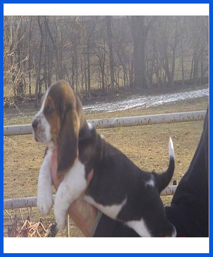 Basset Hound