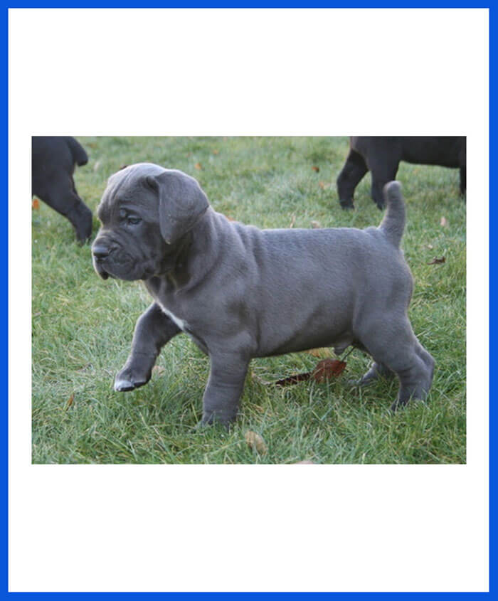 Cane Corso