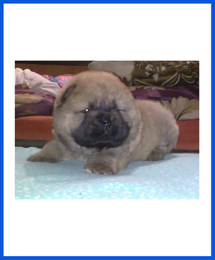 Chow Chow