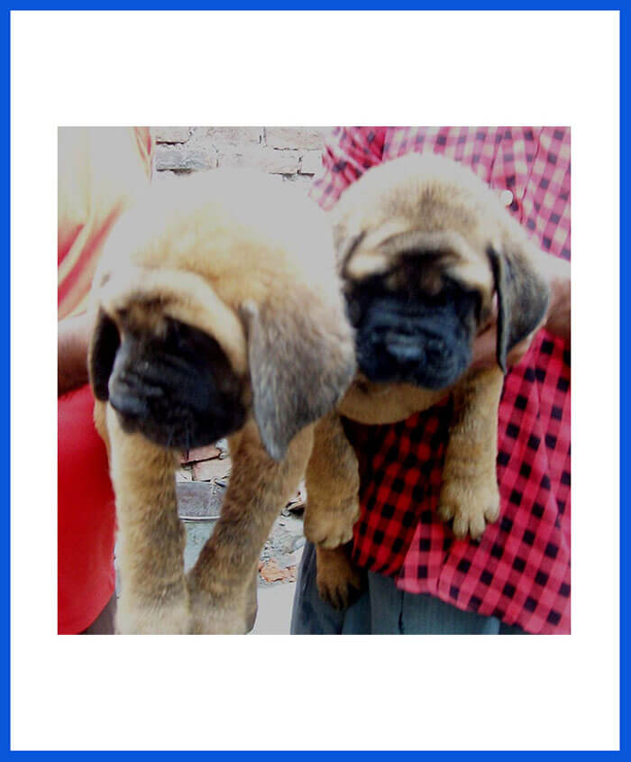 english mastiff puppy