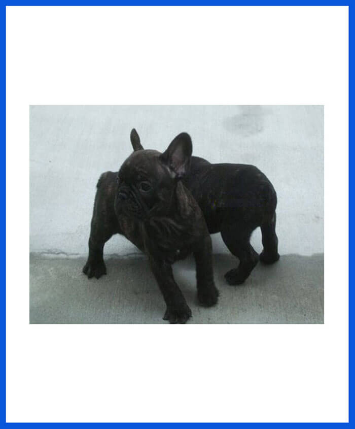 French Bull Dog