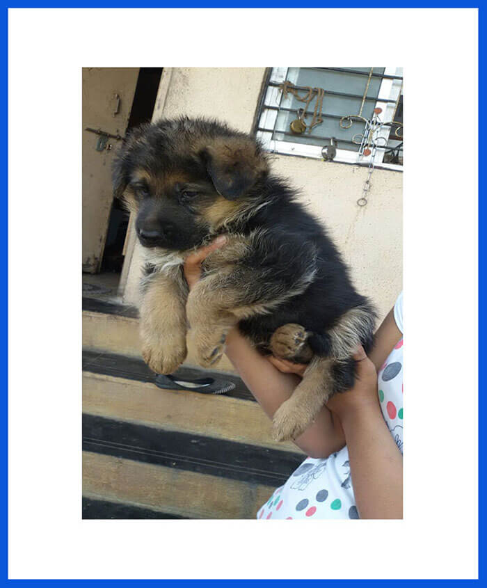 Geman Shepherd dog for sale