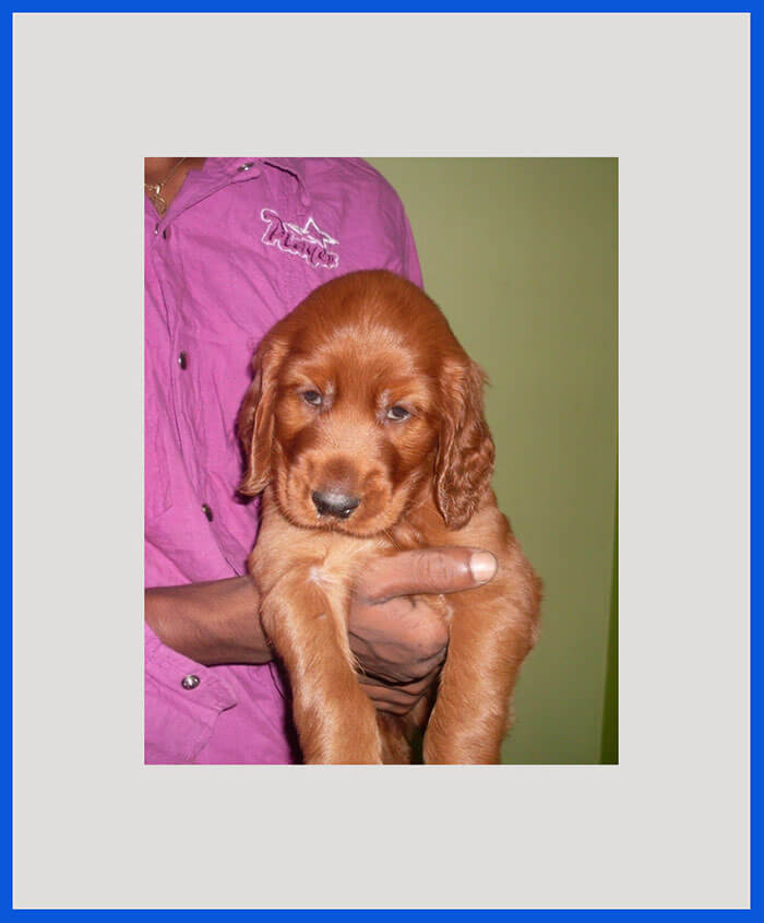 Irish Setter