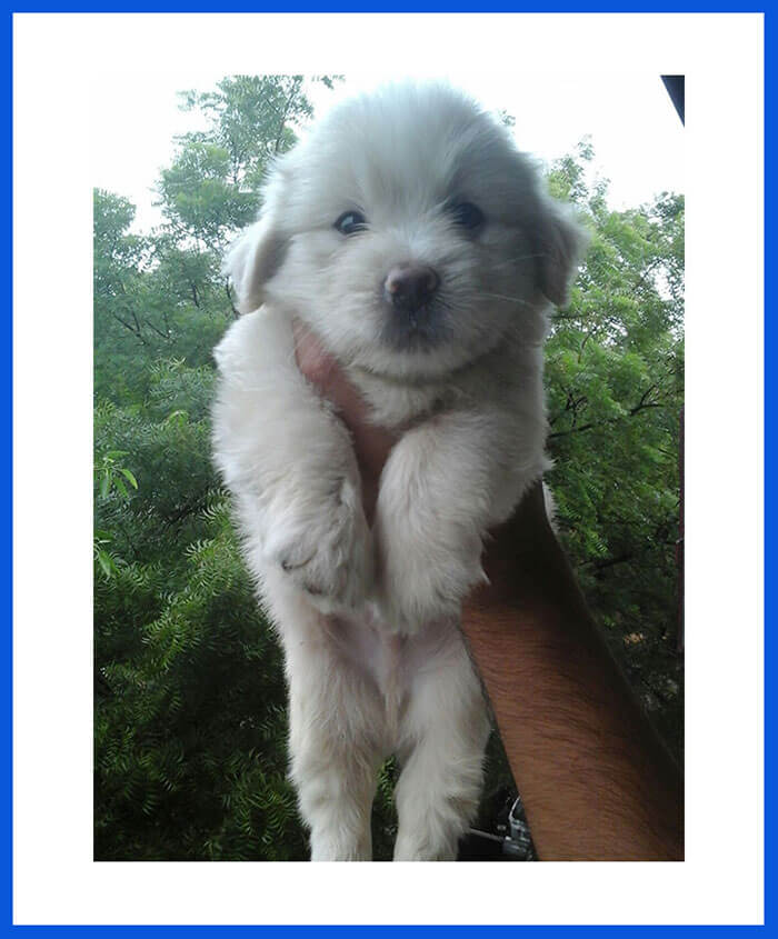 Maltese
