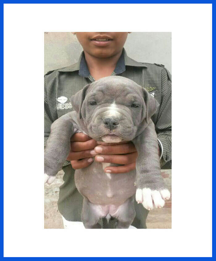 Pit Bull Terrier