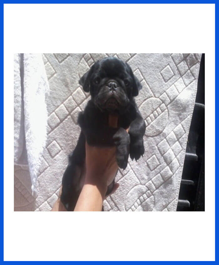 Pug Dog