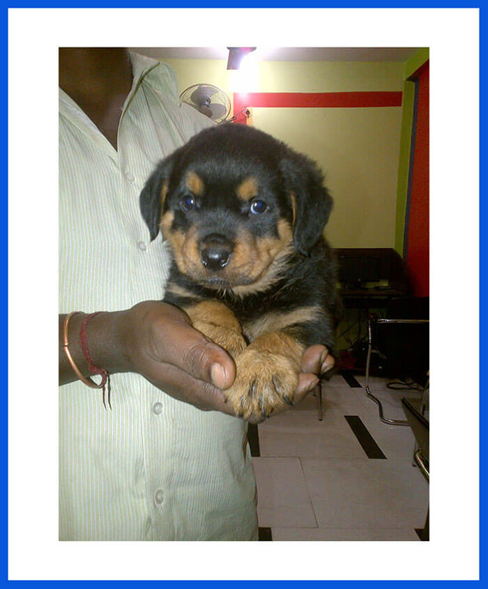 Rottweiler