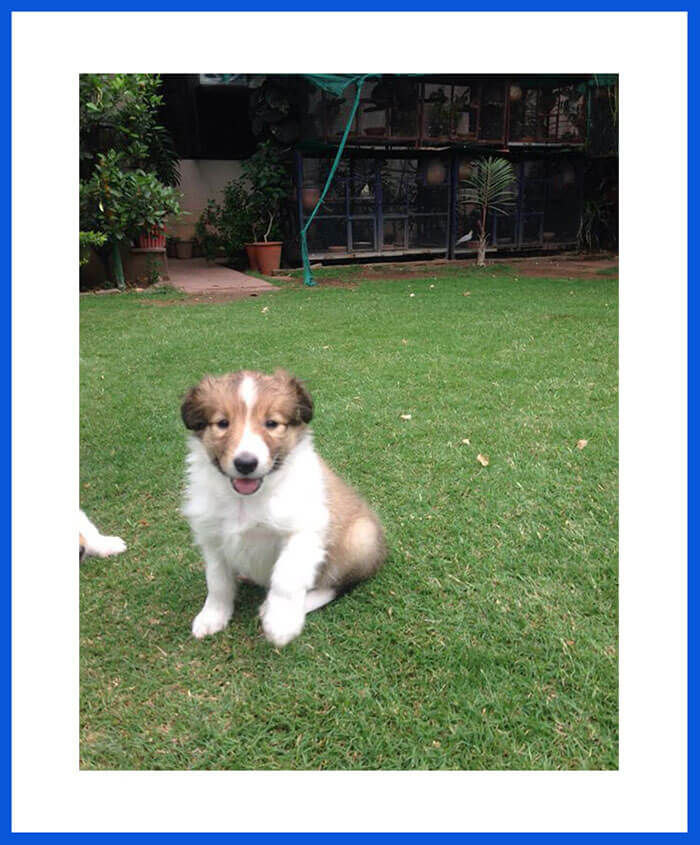 Rough Collie