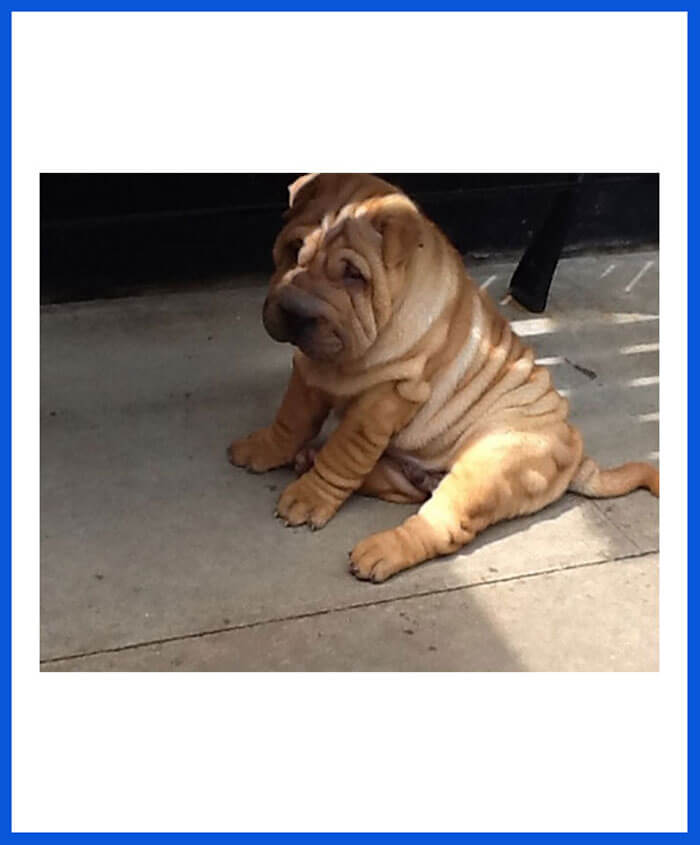 Shar Pei
