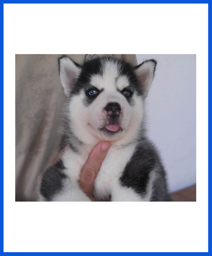 Siberian Husky